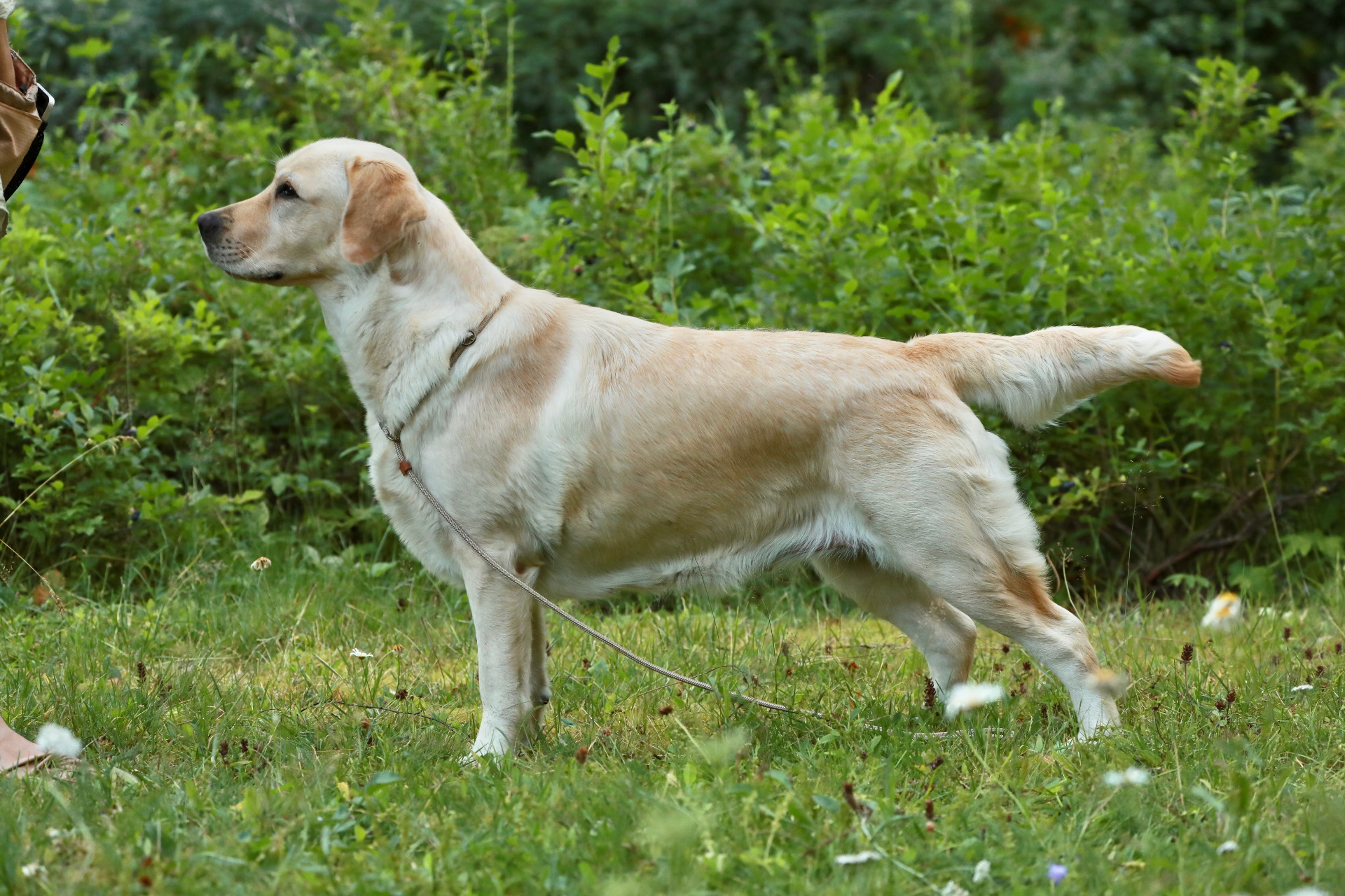 Halolan Ulla Taalasmaa