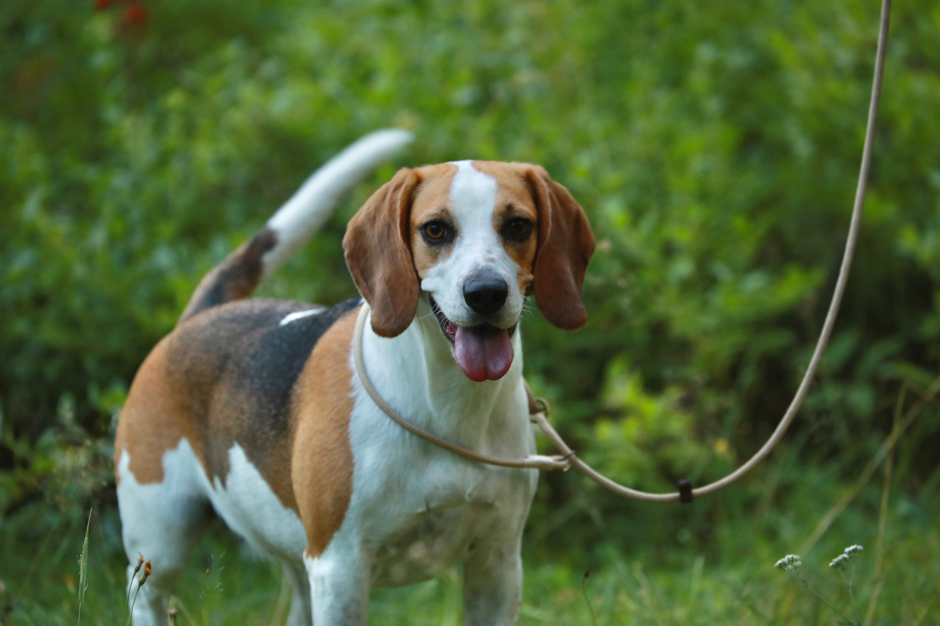 Sanfame's Ei Taida Tietää Tyttö